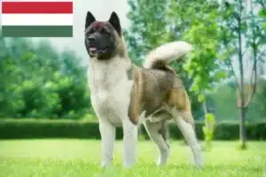 Lees meer over het artikel Akita fokkers en pups in Hongarije