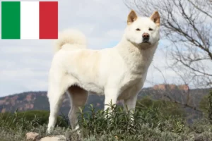 Lees meer over het artikel Akita fokkers en pups in Italië