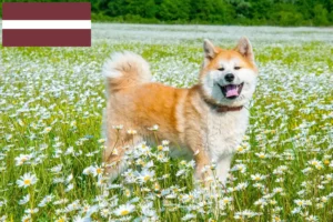 Lees meer over het artikel Akita fokkers en pups in Letland