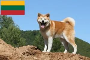 Lees meer over het artikel Akita fokkers en pups in Litouwen