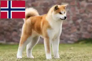 Lees meer over het artikel Akita fokkers en pups in Noorwegen