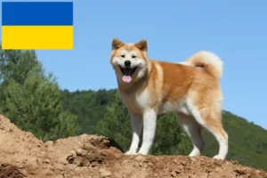 Lees meer over het artikel Akita fokkers en pups in Oekraïne