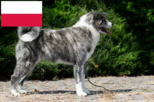 Lees meer over het artikel Akita fokkers en pups in Polen