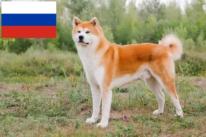 Lees meer over het artikel Akita fokkers en pups in Rusland