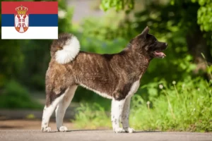 Lees meer over het artikel Akita fokkers en pups in Servië