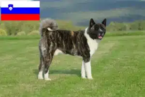 Lees meer over het artikel Akita fokkers en pups in Slovenië