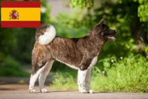 Lees meer over het artikel Akita fokkers en pups in Spanje