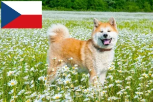 Lees meer over het artikel Akita fokkers en pups in Tsjechië