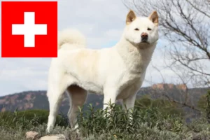 Lees meer over het artikel Akita fokkers en pups in Zwitserland