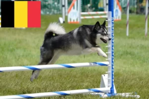 Lees meer over het artikel Alaskan Klee Kai fokkers en pups in België