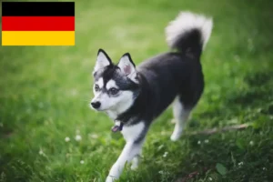 Lees meer over het artikel Alaskan Klee Kai fokkers en pups in Duitsland