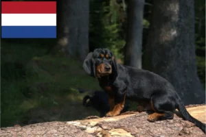 Lees meer over het artikel Alpine Dachsbracke fokkers en pups in Nederland