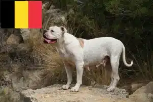 Lees meer over het artikel American Bulldog fokkers en puppies in België