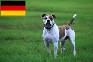 Lees meer over het artikel Amerikaanse Bulldog fokkers en puppies in Duitsland
