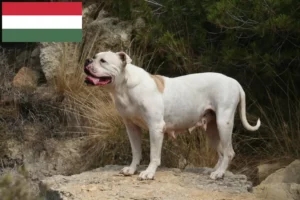 Lees meer over het artikel Amerikaanse Bulldog fokkers en pups in Hongarije
