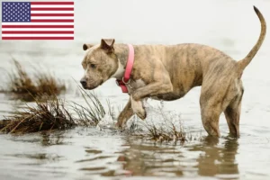 Lees meer over het artikel American Pit Bull Terrier fokkers en pups in Amerika