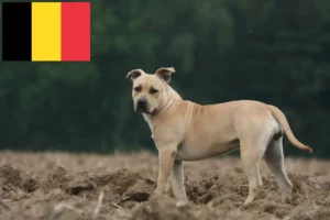 Lees meer over het artikel American Staffordshire Terrier fokkers en puppies in België