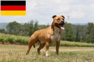 Lees meer over het artikel Amerikaanse Staffordshire Terriër fokkers en puppies in Duitsland