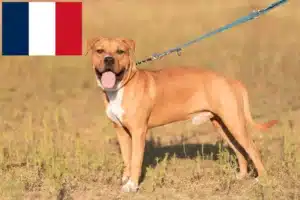 Lees meer over het artikel Amerikaanse Staffordshire Terriër fokkers en puppies in Frankrijk