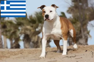 Lees meer over het artikel American Staffordshire Terrier fokkers en pups in Griekenland
