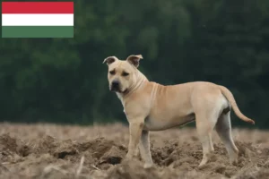 Lees meer over het artikel American Staffordshire Terrier fokkers en pups in Hongarije
