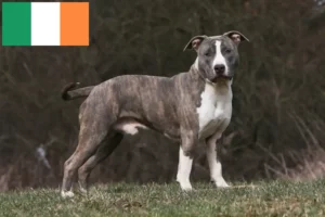Lees meer over het artikel Amerikaanse Staffordshire Terriër fokkers en puppies in Ierland