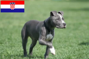 Lees meer over het artikel American Staffordshire Terrier fokkers en pups in Kroatië