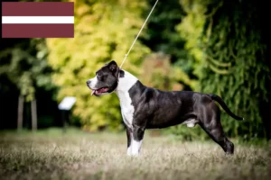 Lees meer over het artikel American Staffordshire Terrier fokkers en pups in Letland