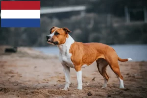 Lees meer over het artikel American Staffordshire Terrier fokkers en pups in Nederland