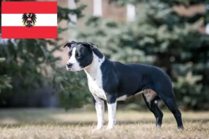 Lees meer over het artikel American Staffordshire Terrier fokkers en pups in Oostenrijk