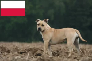 Lees meer over het artikel American Staffordshire Terrier fokkers en pups in Polen