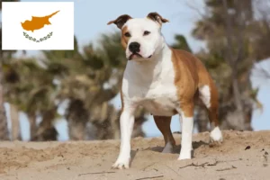 Lees meer over het artikel Amerikaanse Staffordshire Terriër fokkers en puppies in Cyprus