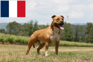 Lees meer over het artikel American Staffordshire Terrier fokkers en pups in Réunion