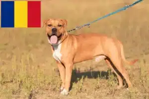 Lees meer over het artikel American Staffordshire Terrier fokkers en pups in Roemenië
