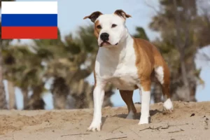 Lees meer over het artikel Amerikaanse Staffordshire Terriër fokkers en puppies in Rusland