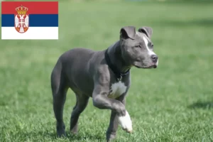 Lees meer over het artikel Amerikaanse Staffordshire Terriër fokkers en puppies in Servië