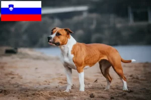 Lees meer over het artikel American Staffordshire Terrier fokkers en pups in Slovenië