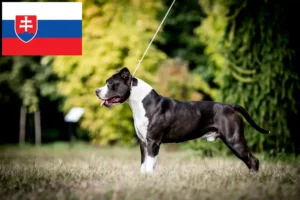Lees meer over het artikel American Staffordshire Terrier fokkers en pups in Slowakije