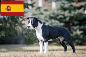 Lees meer over het artikel American Staffordshire Terrier fokkers en pups in Spanje