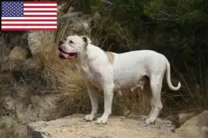 Lees meer over het artikel Amerikaanse Bulldog fokkers en puppy’s in de VS