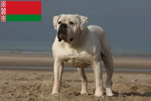 Lees meer over het artikel Amerikaanse Bulldog fokkers en pups in Wit-Rusland