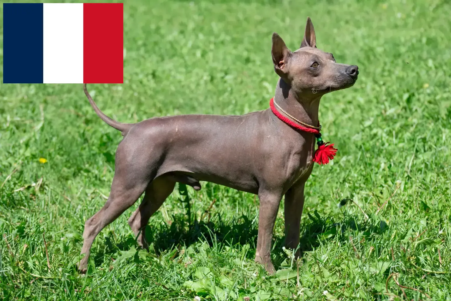 Amerikaanse Haarloze Terrier puppy's en fokkers Frankrijk Vind hier Amerikaanse Hairless Terriër fokkers in Frankrijk.
