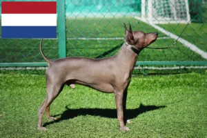 Lees meer over het artikel American Hairless Terrier fokkers en pups in Nederland