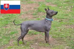 Lees meer over het artikel Amerikaanse Haarloze Terriër fokkers en pups in Slowakije
