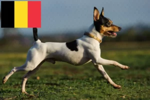 Lees meer over het artikel Amerikaanse Toy Terrier fokkers en pups in België