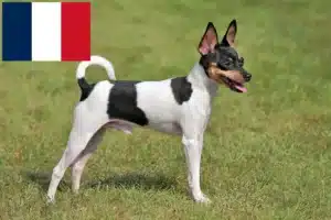 Lees meer over het artikel Amerikaanse Toy Terrier fokkers en pups in Frankrijk