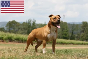 Lees meer over het artikel Amerikaanse Staffordshire Terrier fokkers en puppy’s in de VS