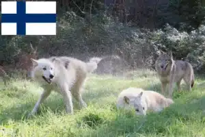 Lees meer over het artikel Amerikaanse Wolfshond fokkers en pups in Finland