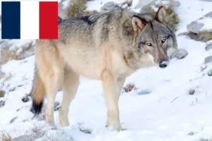 Lees meer over het artikel Amerikaanse wolfshondenfokkers en pups in Frankrijk