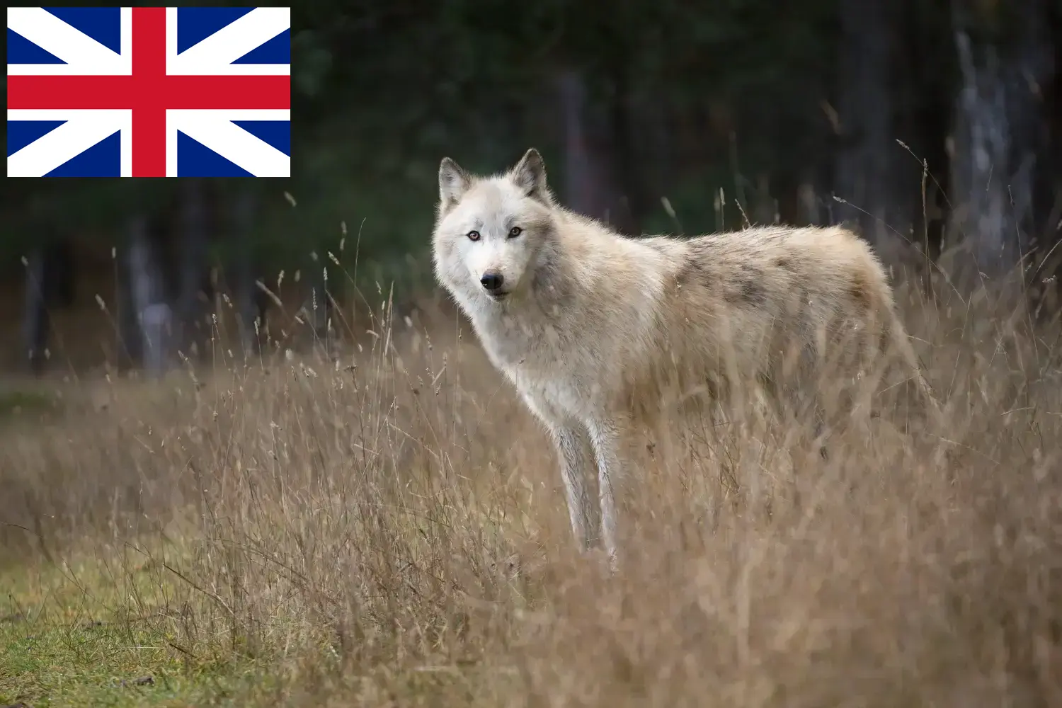 Amerikaanse Wolfshond puppies en fokkers Groot-Brittannië Hier vind je fokkers van Amerikaanse wolfshonden in Groot-Brittannië.